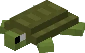 Box Turtle