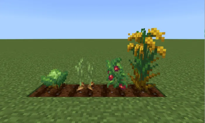 Cabbage, Onion, Tomatoes and Rice Crops