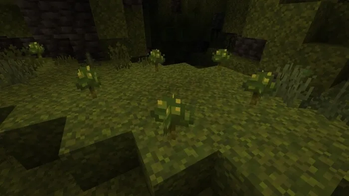 Mosshroom Fungus Vegetation