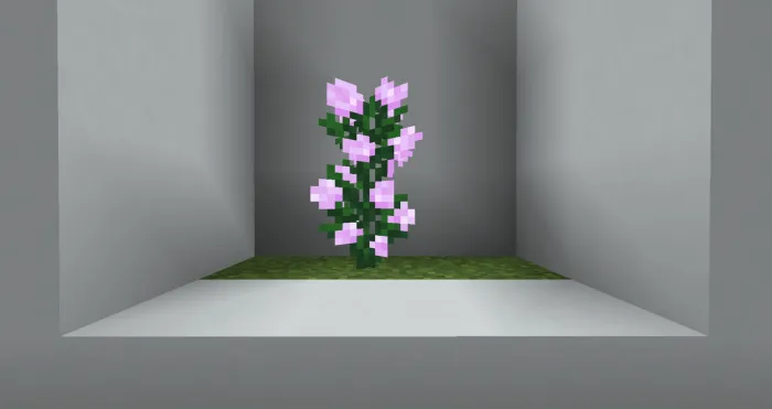 Peony