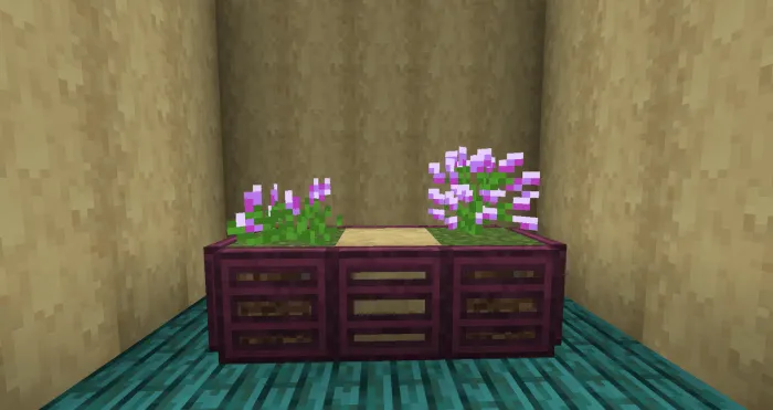 Allium