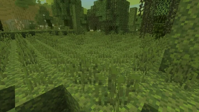 Moss Sprouts Vegetation