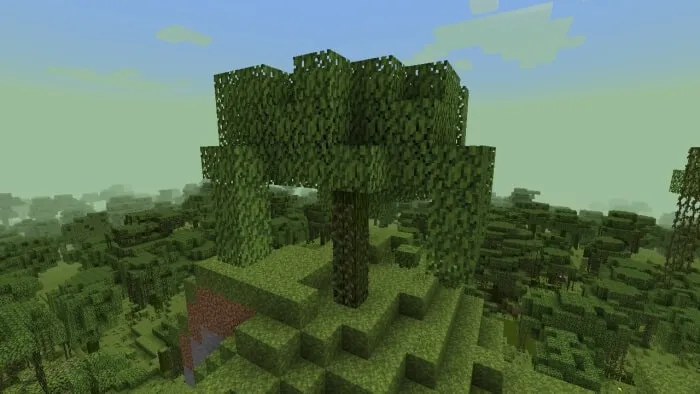 Mossy Tree