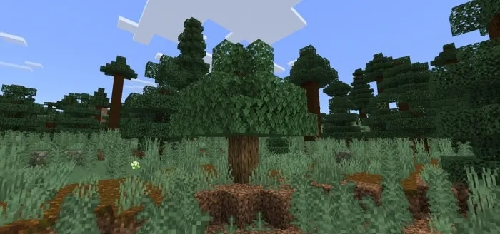 Wild Oak Tree
