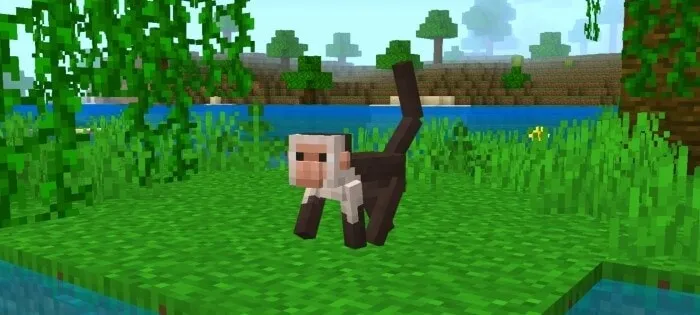 Capuchin Monkey