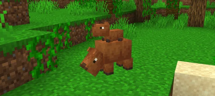 Capybara