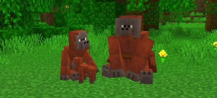 Orangutan