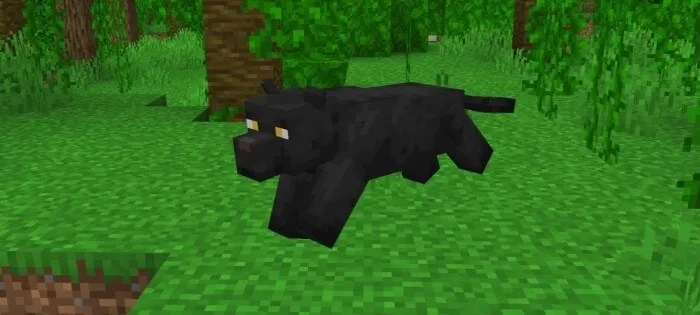 Panther