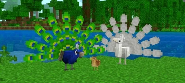 Peacock