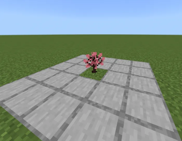 Planted Cherry Sapling