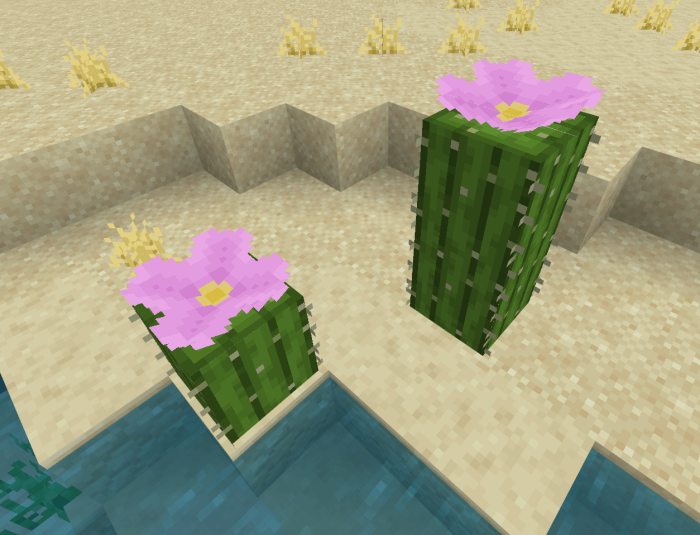 Pink Cacti Flowers: Screenshot