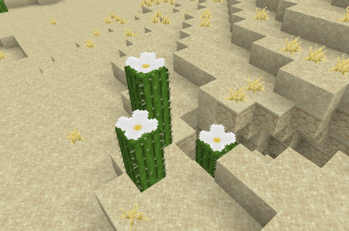 White Cacti Flowers: Screenshot