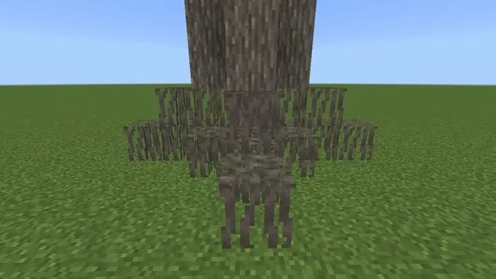 Acacia Roots