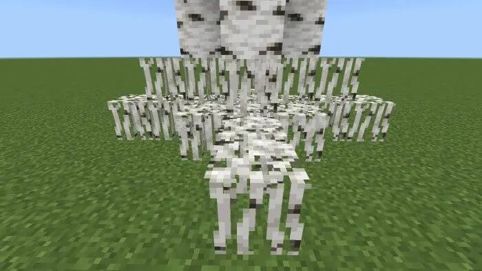Birch Roots