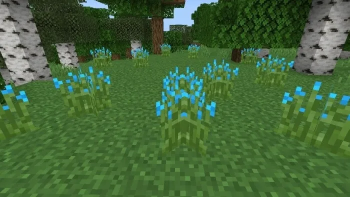 Blue Light Tip Grass