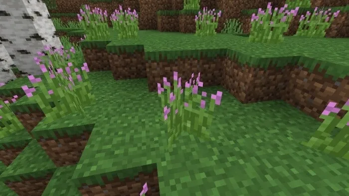 Magenta Tip Grass