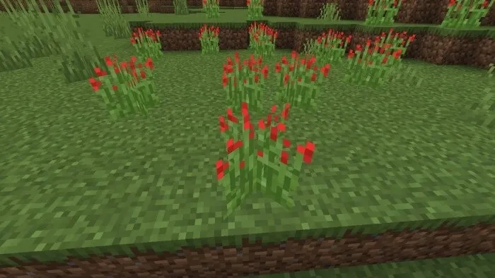 Red Tip Grass