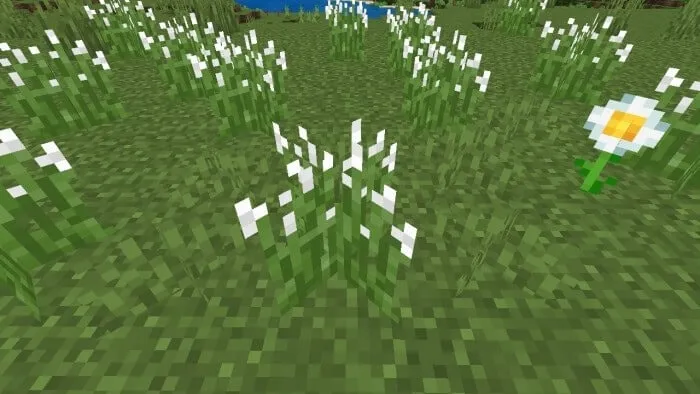 White Tip Grass