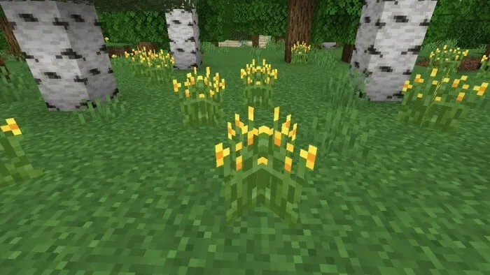 Yellow Tip Grass