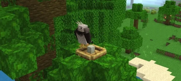 Harpy Eagle