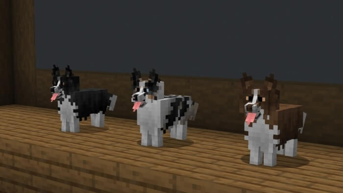 "Border Collie", "Collie" or "BC" Dog Variants