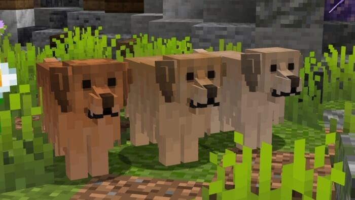 "Golden" or "Golden Retriever" Dog Variants