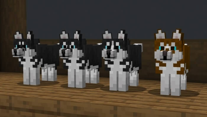 "Husky" Dog Variants