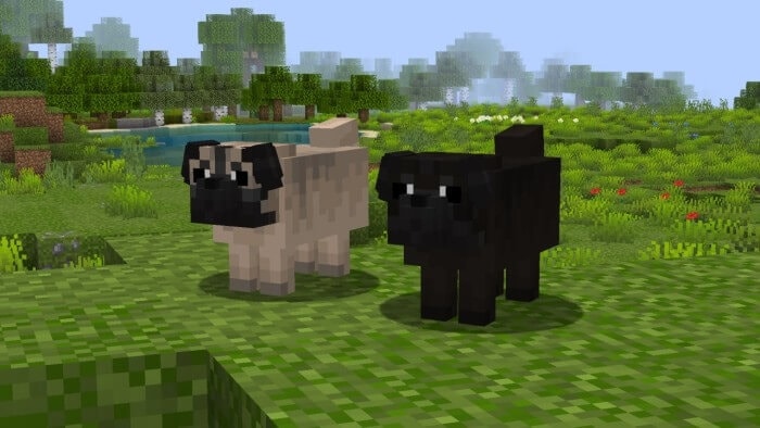 "Pug" Dog Variants