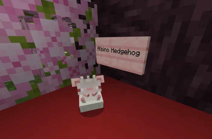 Albino Hedgehog