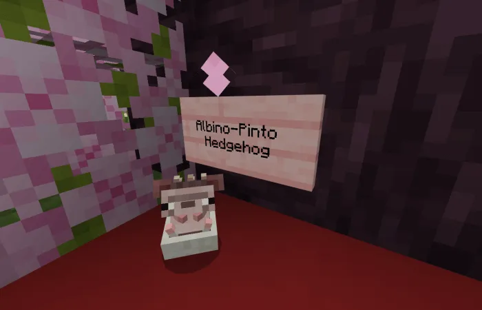 Albino-Pinto Hedgehog