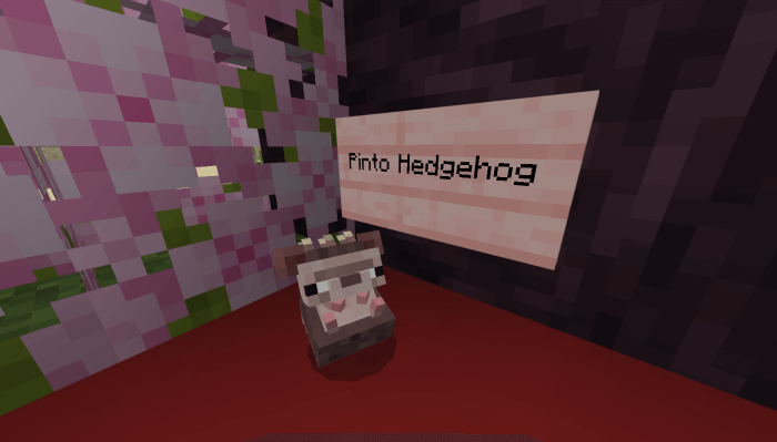 Pinto Hedgehog