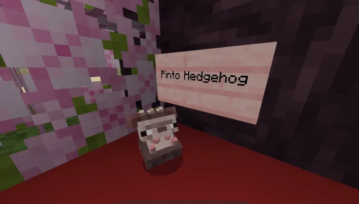 Pinto Hedgehog
