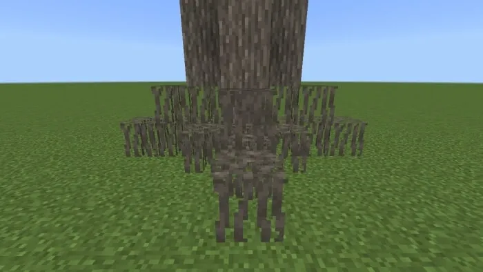 Acacia Roots