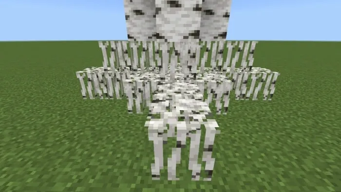 Birch Roots