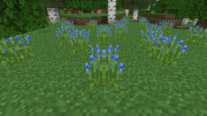 Blue Tip Grass