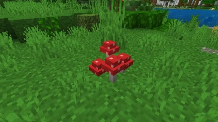 Clump of Red Mushrooms