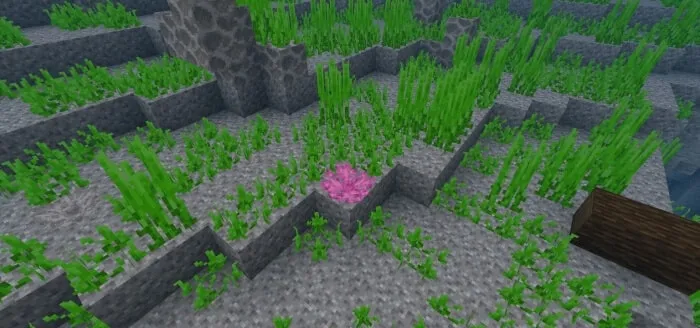 Coral Vegetation