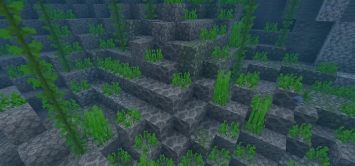 Dead Coral Patch