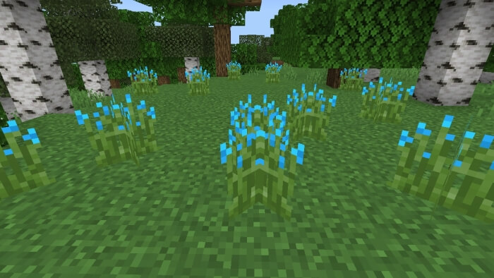Light Blue Tip Grass