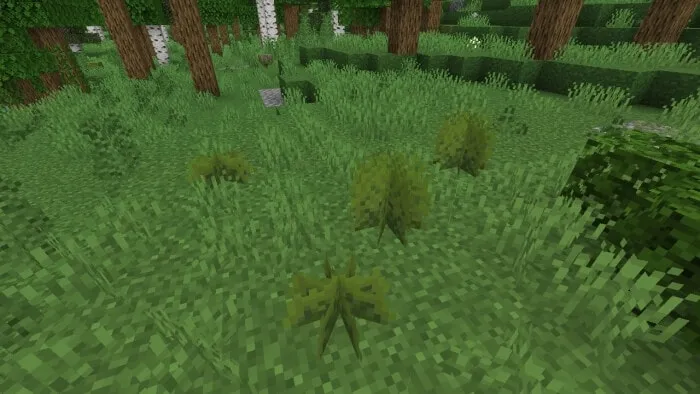 Lush Grass Vegetation