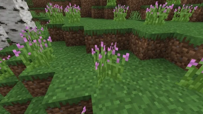 Magenta Tip Grass