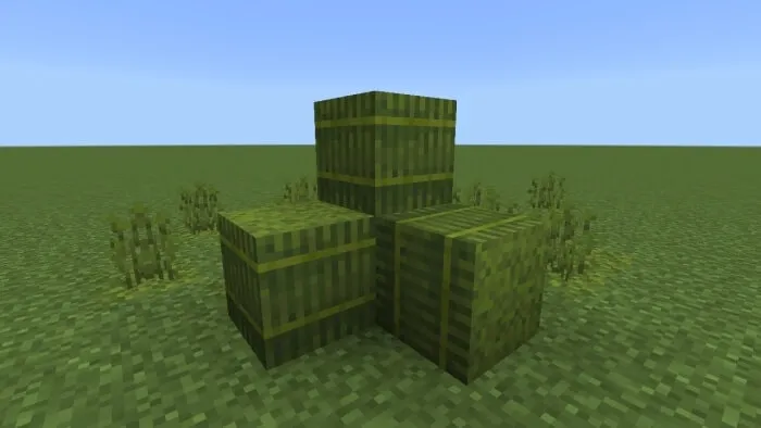 Moss Sprouts Bale