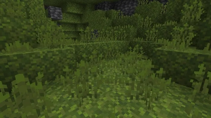 Moss Sprouts Vegetation