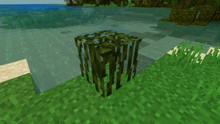 Mossy Roots