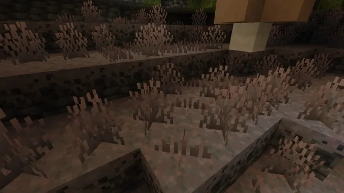 Mycelium Sprouts Vegetation
