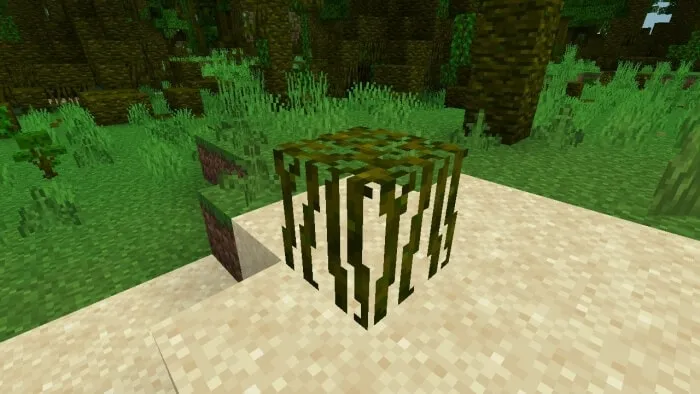 Overgrown Jungle Roots