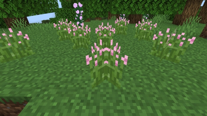 Pink Tip Grass
