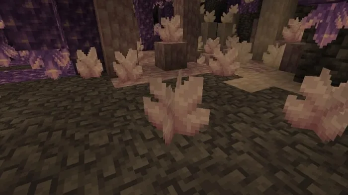 Rose Quartz Cluster