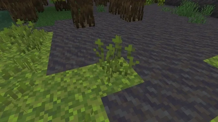 Tall Moss Sprouts