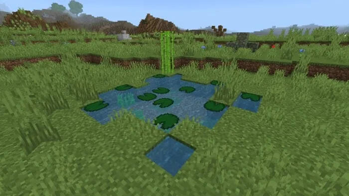 Waterlily Pond